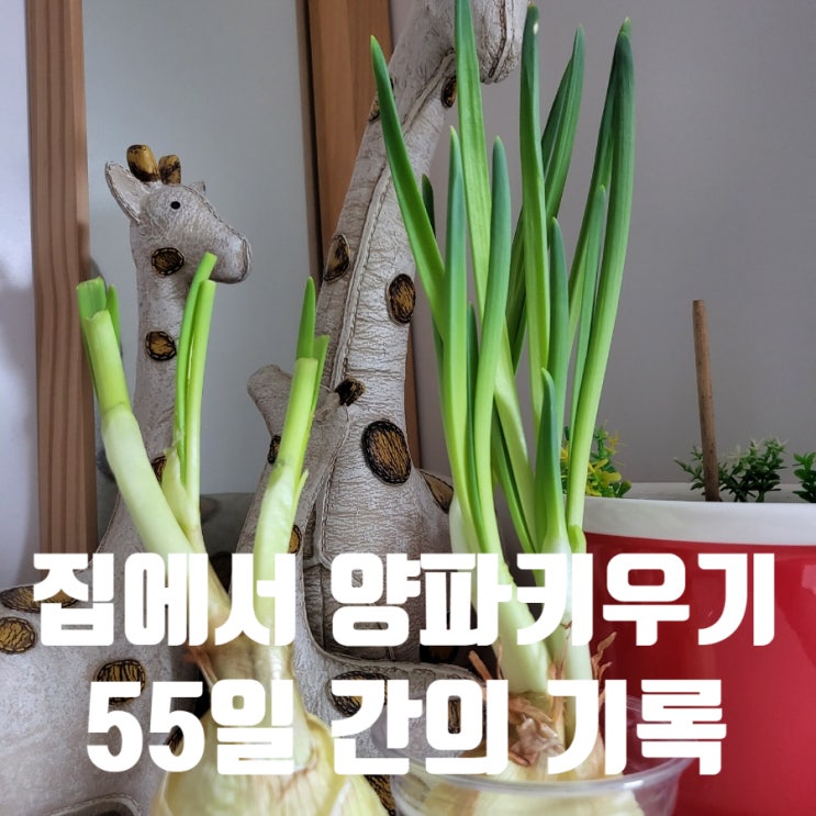  집에서 양파 키우기 55일간의 이야기 마지막 편