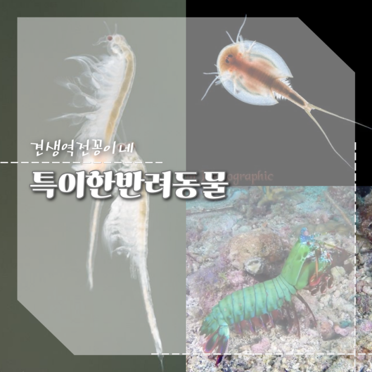  반려동물 종류 트리옵스 맨티스쉬림프 브라인쉬림프 씨몽키 키우기 특징 정보