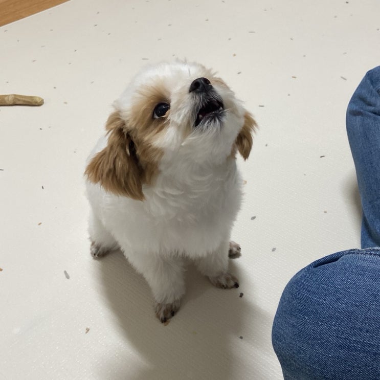  하울링 하는 말티푸, 간식이 없으면 우는 강아지