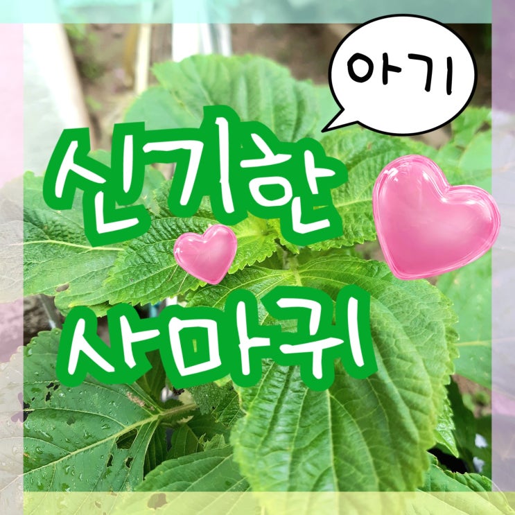  귀여운 아기 사마귀 만났어요