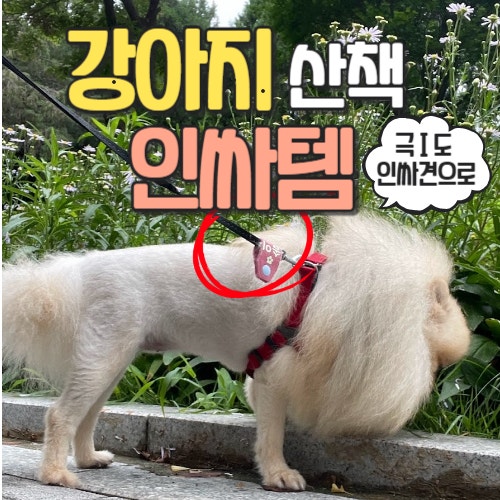  강아지 산책 인싸템, 사람들이 어디서 샀냐고 자꾸 물어봐요(이름표, 네임택)