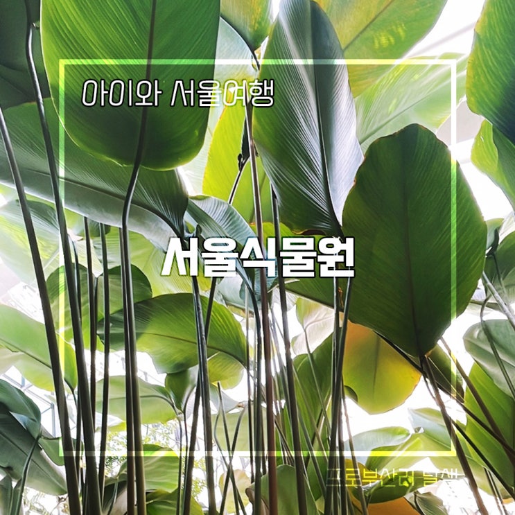 아이와 겨울 서울여행 실내 가볼만한 곳 강서구 서울식물원 온실 관람 후기
