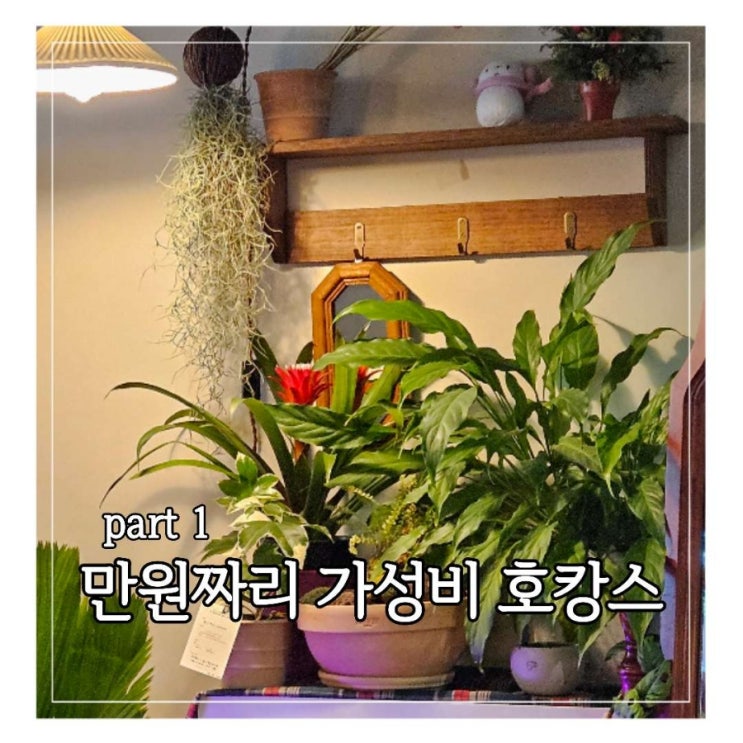  [식물호텔] 만원짜리 호캉스 후기