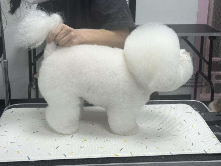  수원애견미용학원 비용 절약하고 단기간 자격증 취득하는 방법