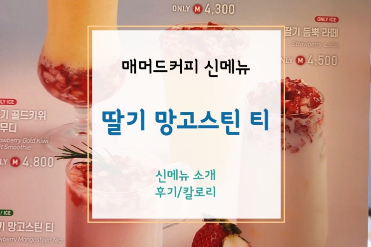  [매머드커피/메머드커피] 겨울 신메뉴 딸기망고스틴티 후기(+가격/칼로리)
