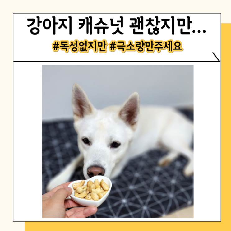 강아지 캐슈넛 마카다미아 견과류 강아지 먹어도 될까요 강아지 캐슈넛 마카다미아 견과류 강아지 먹어도 될까요
