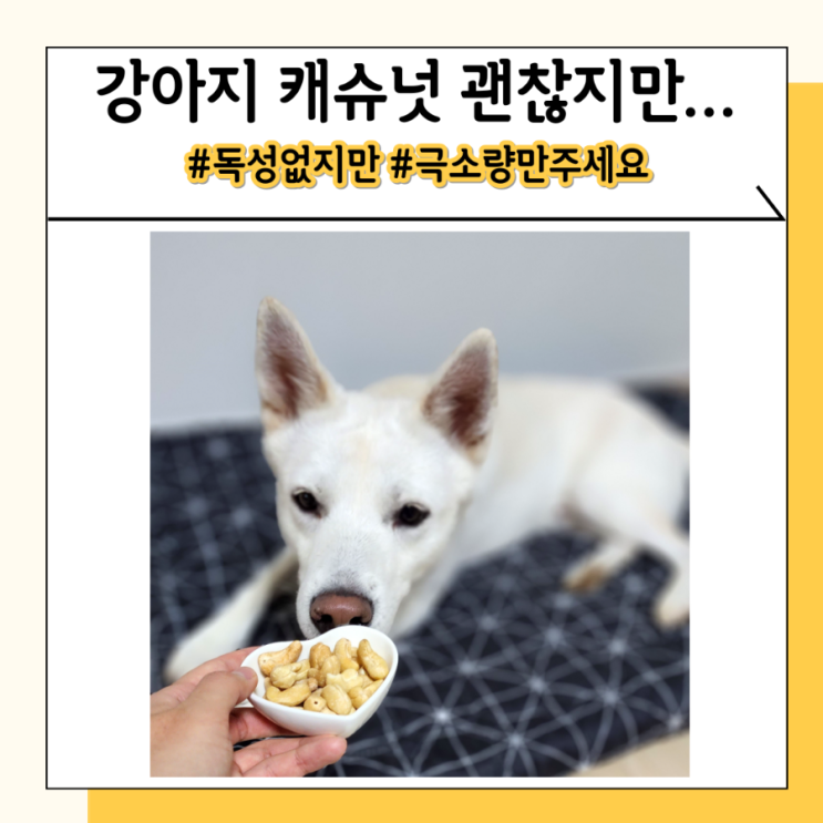 강아지 캐슈넛 마카다미아 견과류 강아지 먹어도 될까요