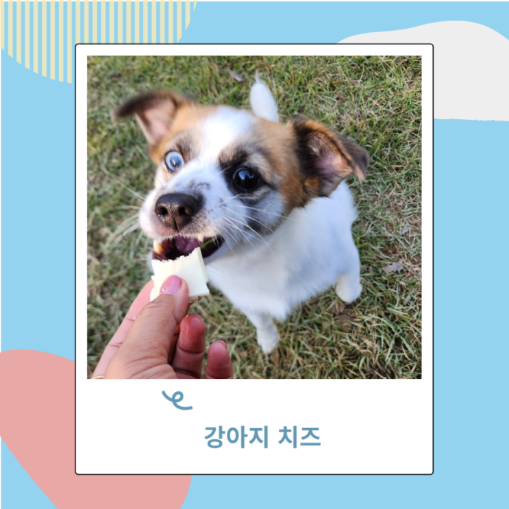 강아지 고양이 치즈 급여시 주의할점