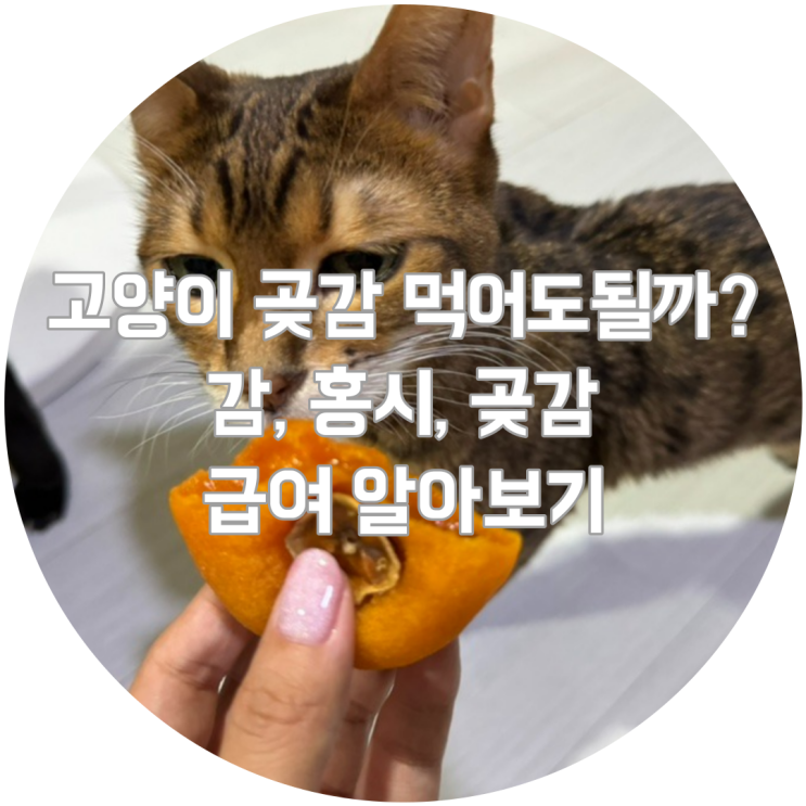  고양이 곶감먹어도될까? 감, 홍시, 곶감 급여 주의사항 알아보기
