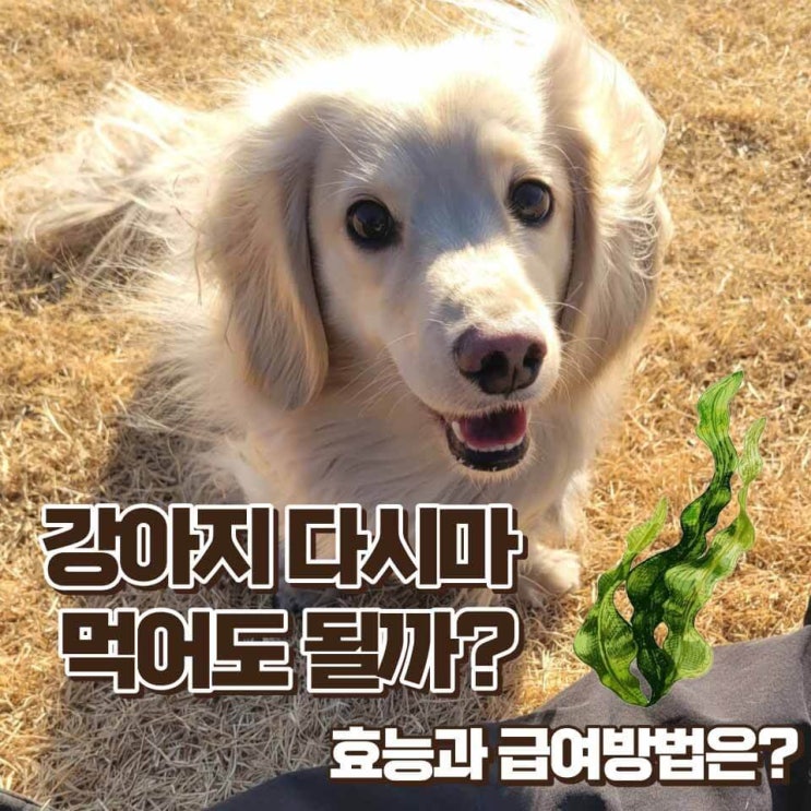  강아지 다시마 먹어도 될까?