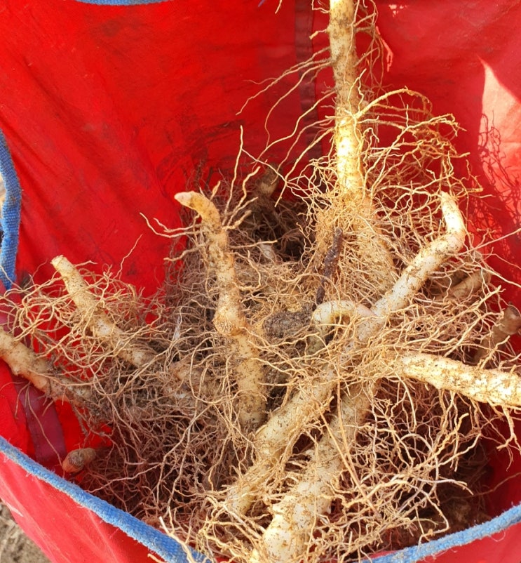 구수한 맛이 끝내주고 불면증에 좋고 노화 방지에 좋은 둥굴레 산행하고 왔어요 구수한 맛이 끝내주고 불면증에 좋고 노화 방지에 좋은 둥굴레 산행하고 왔어요