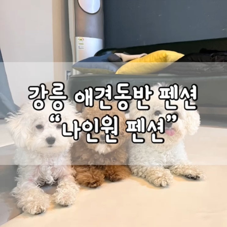  나인원펜션 솔직후기 / 강릉 나인원펜션 / 강릉 애견동반 펜션 / 강릉 애견동반 / 애견동반 펜션 / 강릉 여행 / 강릉 숙소 / 나인원펜션