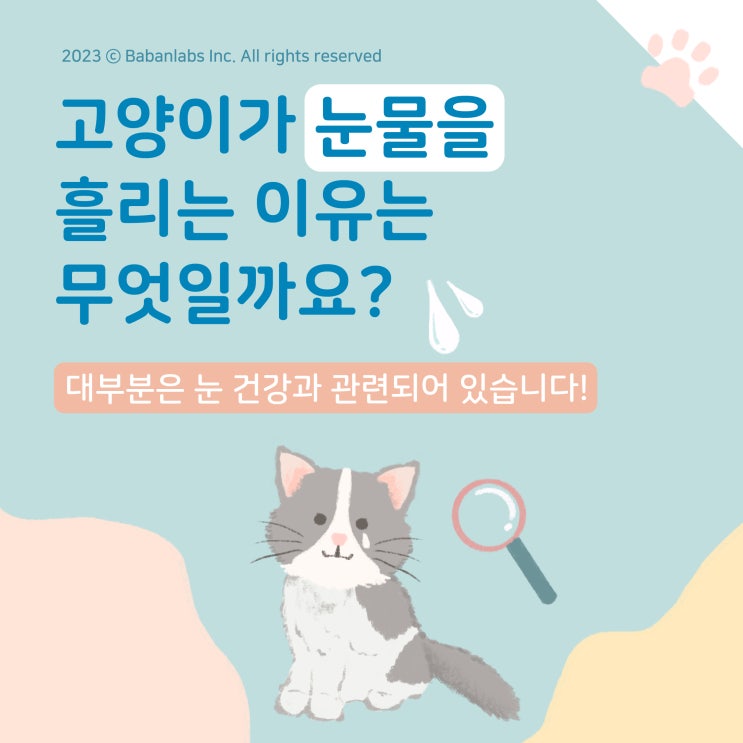  고양이 눈물은 슬프기 때문이 아니다!? 고양이 눈물의 이유에 대해 알아보아요 [평택 고덕동물병원]