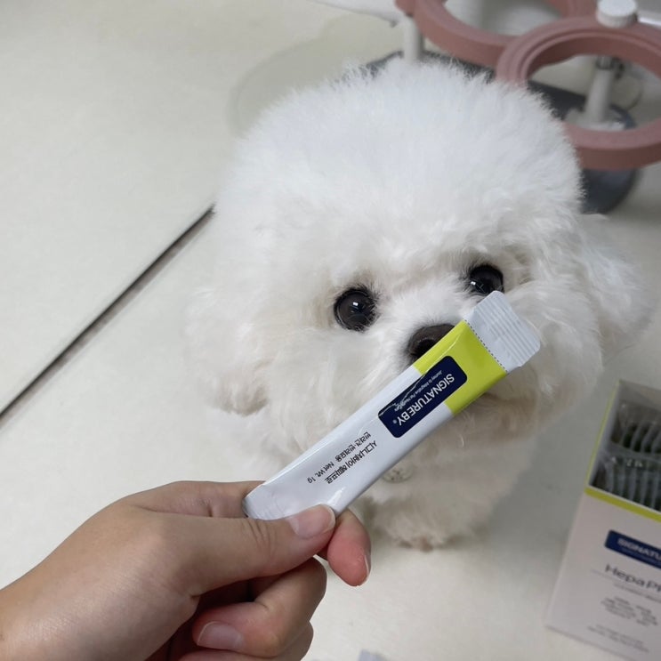 시그니처바이 헤파 프로, 차전자피도 들어간 동물병원 전용 가루형 강아지간영양제