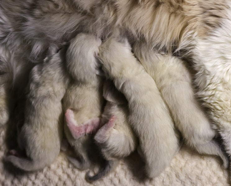 고양이 임신 기간 증상 확인법, 랙돌캐터리 출산 소식