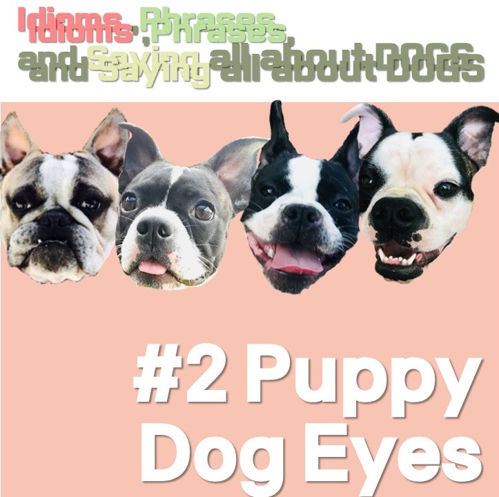 댕댕이 영어 Puppy Dog Eyes