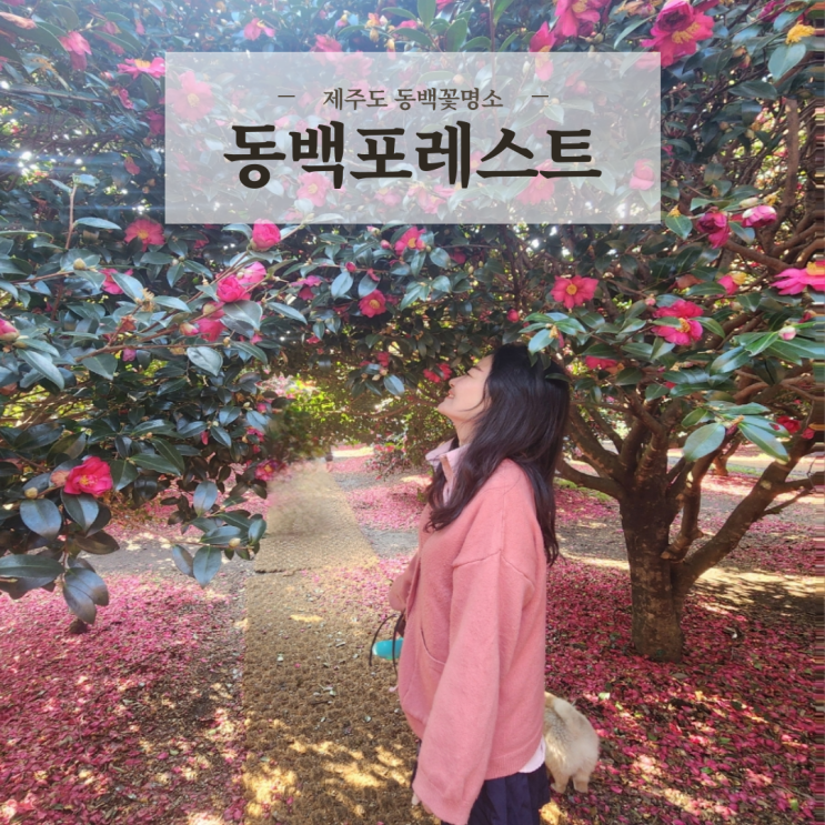  국내겨울여행지 제주도 서귀포 동백꽃명소 동백포레스트
