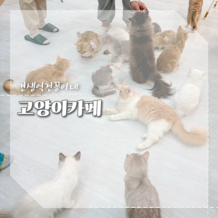  하남 고양이 카페 캣플 고양이 키우기 전 가보면 좋은 곳