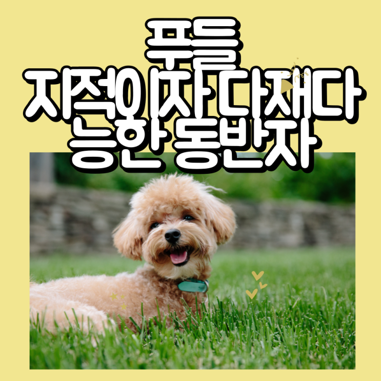  푸들을 키우는데 꼭 알아야 할 5가지 중요한 팁