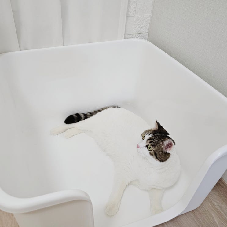 고양이 소변실수, 오줌<b>테러</b> 스프레이 배변<b>훈련</b> 하는 법