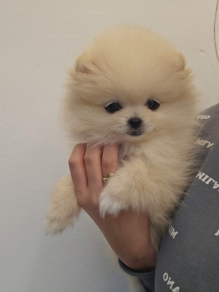  영롱한 눈빛 분양시기 놓친 크림포메 책임분양