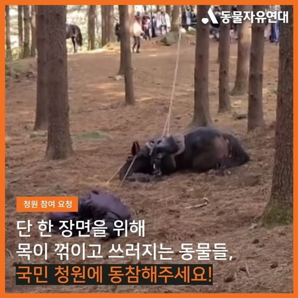 "동물 학대 맞다" KBS '태종<b>이방원</b>' <b>제작진</b>, 벌금 1천만원 선고