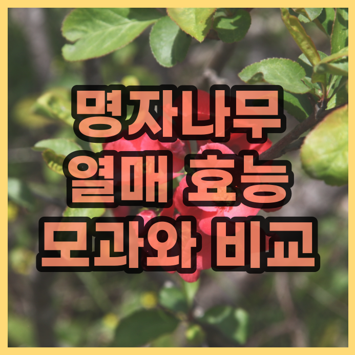 모과로 쓰는 명자나무(산당화) 열매의 효능