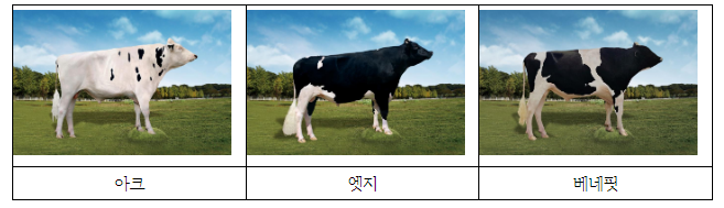 새해 젖소 개량 선도할 씨수소 3마리 “능력 보소” 새해 젖소 개량 선도할 씨수소 3마리 “능력 보소”