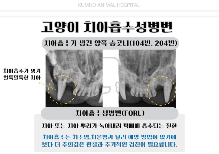  광주 고양이 치과 - 우리 고양이가 자꾸 코가 막히고 자꾸 콧물이 나와요.[광주 치과 동물병원, 광주 서구 동물병원, 고양이 치아흡수성병변, 고양이 FORL]