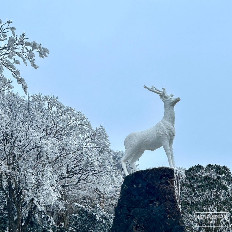 겨울 제주도 여행 :: 1100고지 휴게소 <b>상고대</b> <b>한라산</b> 눈꽃... 