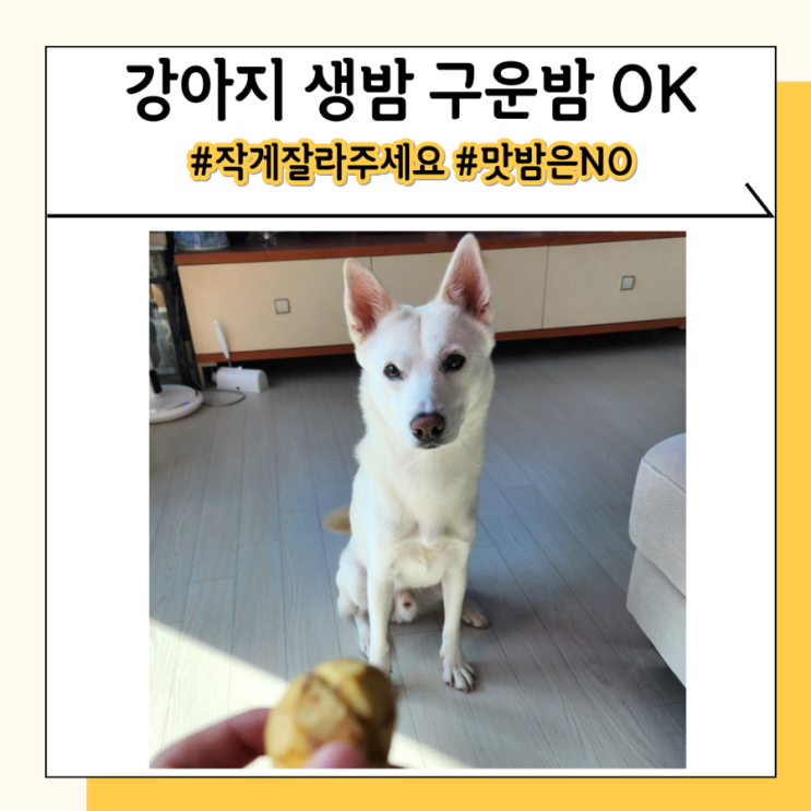 강아지 생밤 구운밤 먹어도 되나요? 맛밤은 주지마세요 강아지 생밤 구운밤 먹어도 되나요? 맛밤은 주지마세요