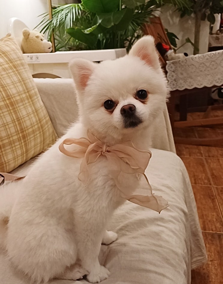  강아지가 이웃을 지워버린 건에  대하여ㅠㅠ