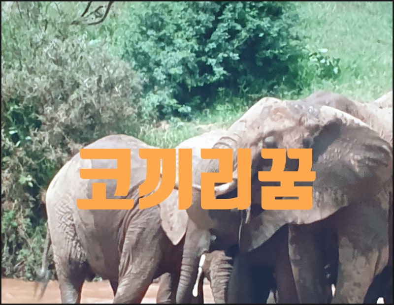 코끼리꿈,코끼리코를 만지는 꿈,아기코끼리꿈