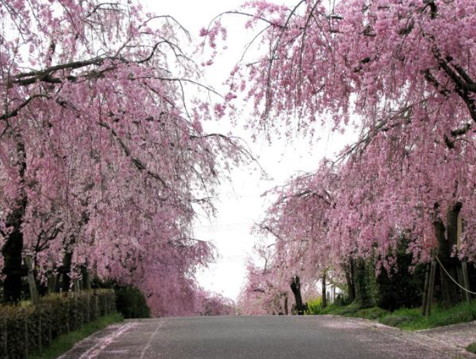 2024년 일본 벚꽃 개화시기 및 나고야 벚꽃 명소(3월21일 발표)