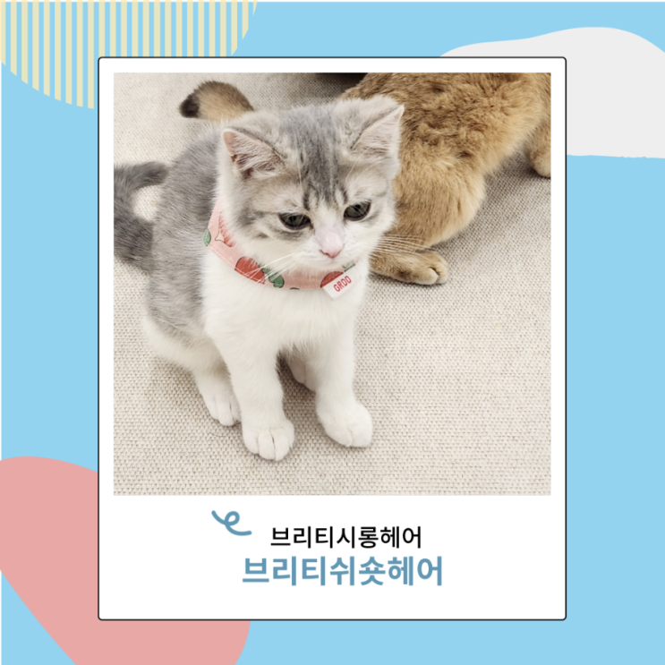 고양이 브리티쉬 숏헤어 롱헤어 브리티시 브리숏 성격 고양이 브리티쉬 숏헤어 롱헤어 브리티시 브리숏 성격