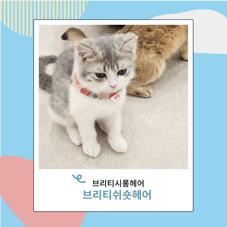 고양이 브리티쉬 숏헤어 롱헤어 브리티시 브리숏 성격