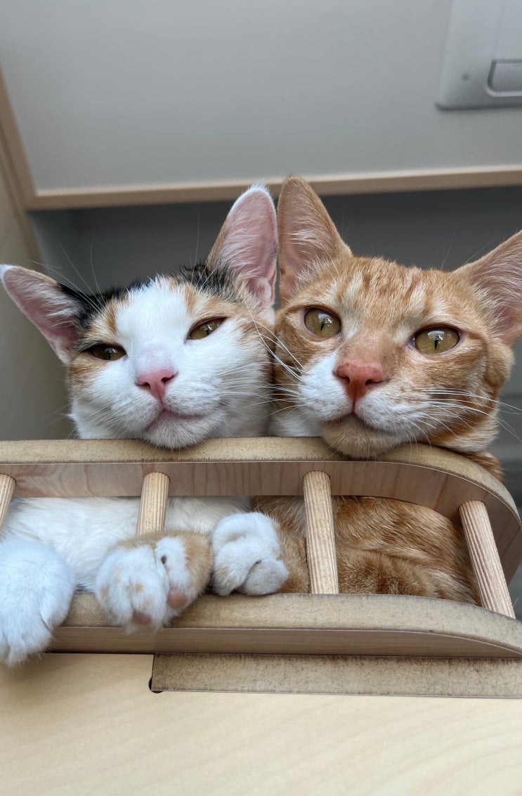  고양이 캣타워 추천, bpf  원목 캣타워 내돈내산 후기