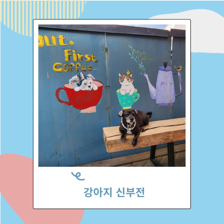 강아지 신부전 증상 만성 급성 차이와 원인 치료법 강아지 신부전 증상 만성 급성 차이와 원인 치료법