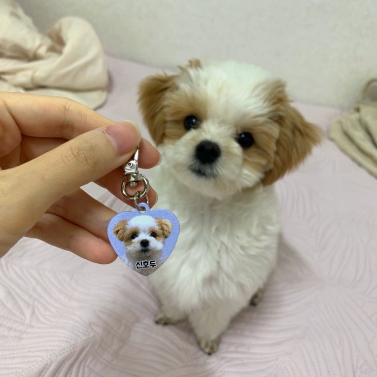  강아지 인식표 목걸이 실제 사이즈, 펫블링 말티푸 네임택 추천