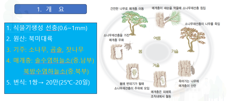 소나무재선충병과 방제방법에 대해서 알아보자