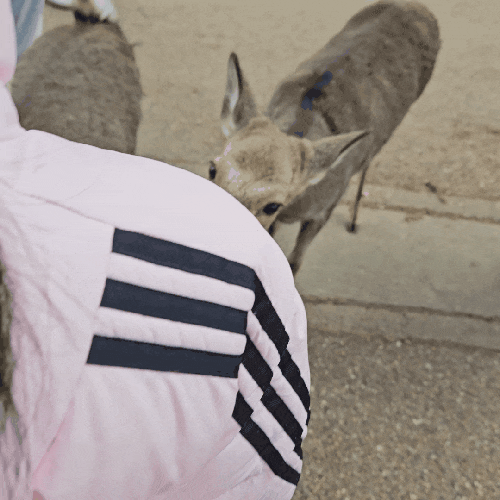 오사카 나라 사슴공원 가는법 센베가격 오사카 근교 당일치기 오사카 나라 사슴공원 가는법 센베가격 오사카 근교 당일치기
