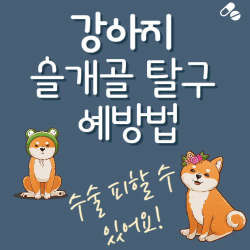  강아지 슬개골 탈구 예방, 보호대, 수술없이 좋아질 수 있어요!