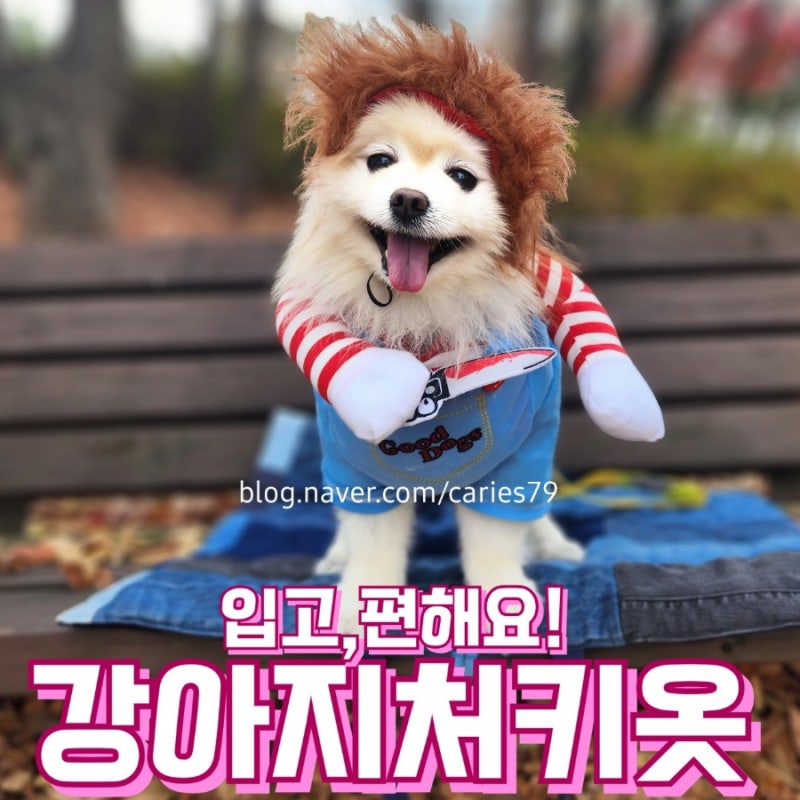 강아지 처키옷 입고 편한 처키 강아지옷
