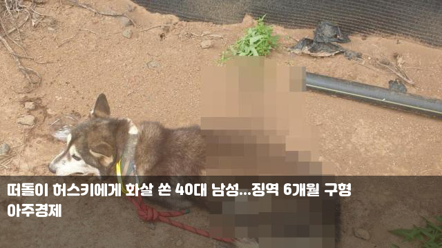 떠돌이 허스키에게 화살 쏜 40대 남성...징역 6개월 구형