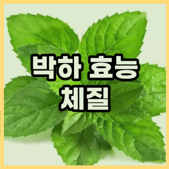  박하 효능과 부작용. 박하차 만들기와 잘맞는 체질