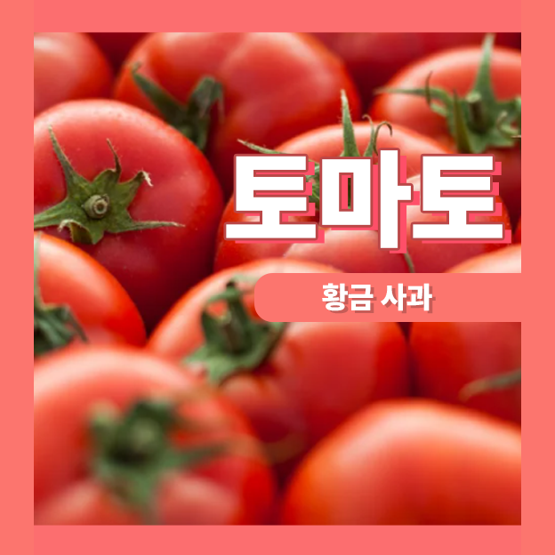  토마토는 황금의 사과