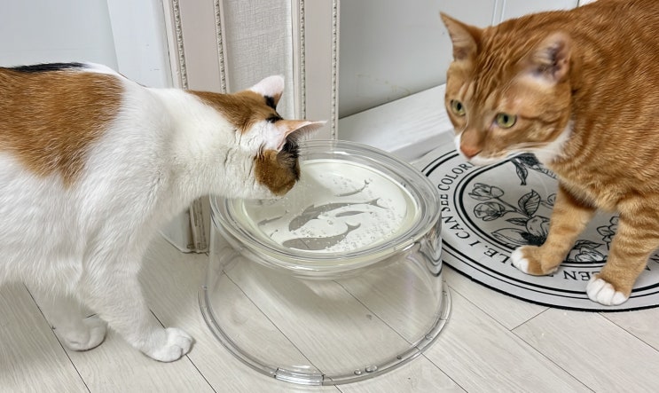  고양이 투명 물그릇 음수량 늘리기! (냥쌤 투명수반 vs 달빛식기)