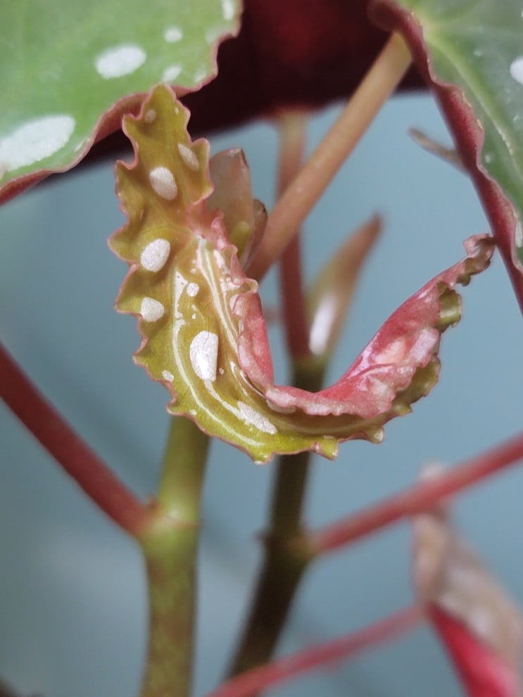  마큘라타 베고니아 기르기