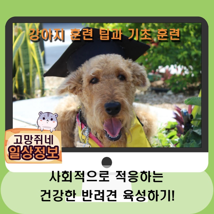  강아지 훈련 팁과 기초 훈련 방법