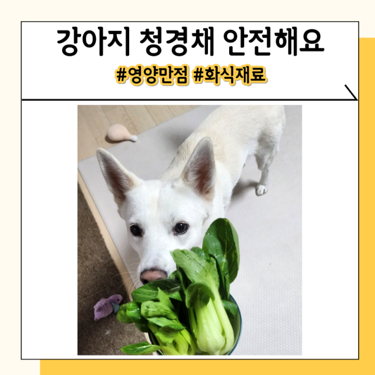 강아지 청경채 중국 배추 먹어도 될까? 효능 및 주의할 점 강아지 청경채 중국 배추 먹어도 될까? 효능 및 주의할 점